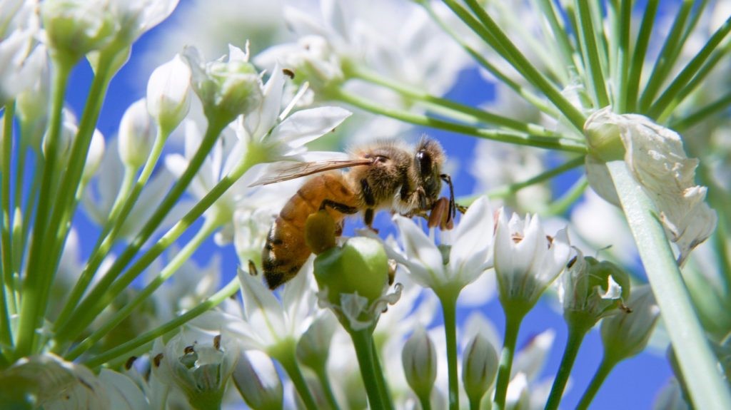 A close up of a flower

Description automatically generated